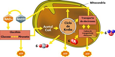 Ciclo de Krebs