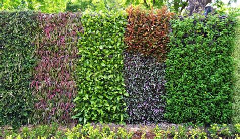 Plant wall in the garden stock image. Image of garden - 54284813