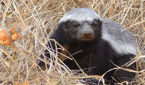 Ratel (Honey Badger) - Facts, Diet & Habitat Information