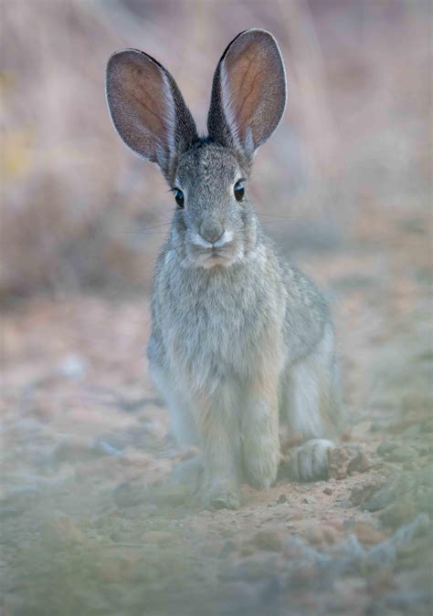 235 best Jackrabbit images on Pholder | Hunting, Nostalgia and Nature Is Fucking Lit