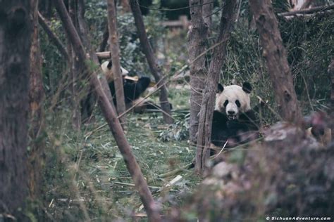 Chengdu Panda Base, Chengdu Giant Panda Center, Sichuan Adventure