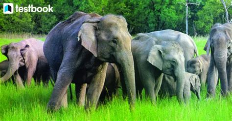 Wildlife Sanctuaries In Jharkhand, Check List & Their Importance