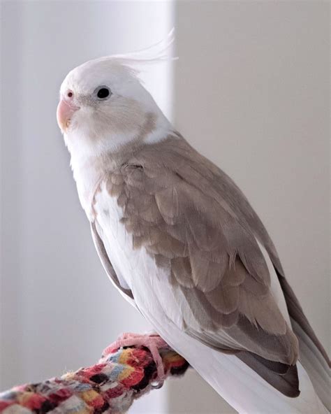 10 Cockatiel Colors Varieties & Mutations (With Pictures) - Pet Care Stores