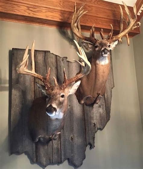 Pin by Joshua J. Cadwell on Whitetail mounts. | Deer hunting decor, Deer head decor, Deer decor