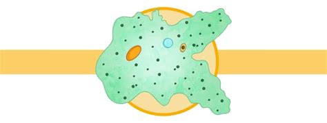 How does an amoeba reproduce? - Twinkl Homework Help