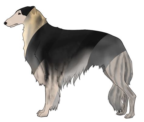 Borzoi Coat Color Genetics - Coat Color Genetics of Borzoi and Silken ...