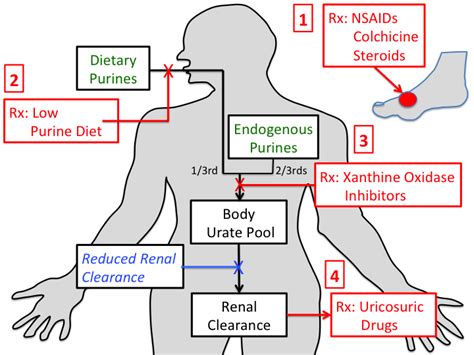 Colchicine Mechanism Gout - Mechanism Of Action Of Colchicine In The ...