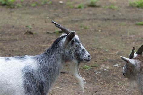 The Pygmy Goat with Their Kids in Wildlife Park. Stock Image - Image of ...