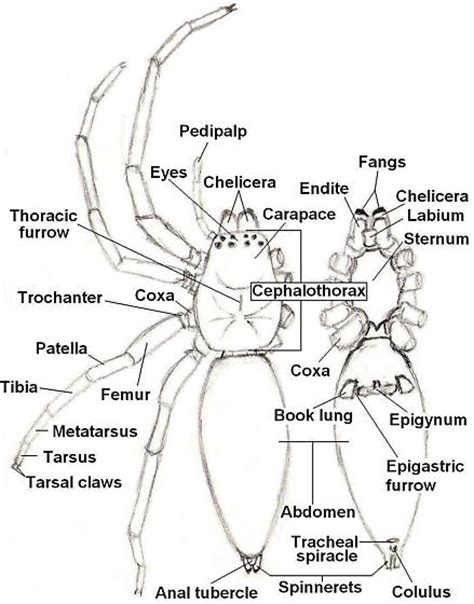 Anatomy of a Spider - BugGuide.Net