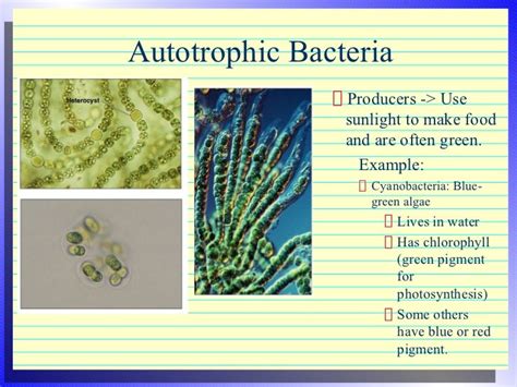 Bacteria Heterotrophic Or Autotrophic - all about bacteria images