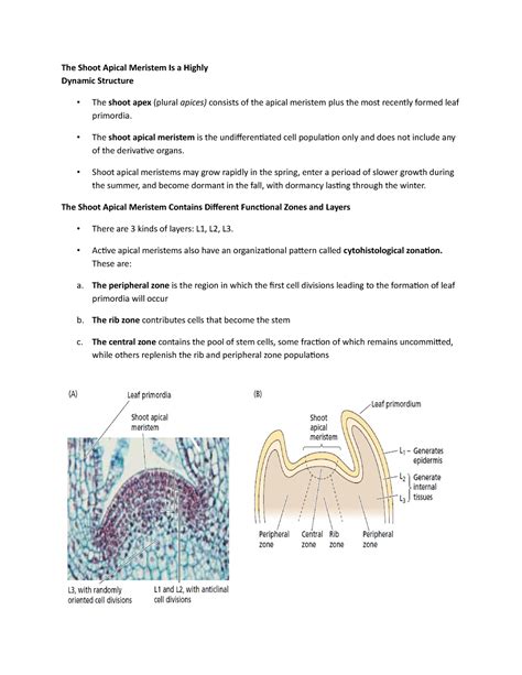 The Shoot Apical Meristem Is a Highly - The shoot apical meristem is the undifferentiated cell ...