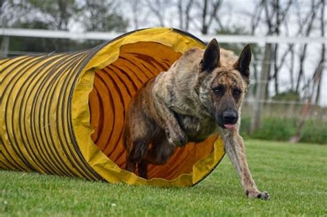 Dutch Shepherd Training : You Can Easily Train This Breed At Home | Try It