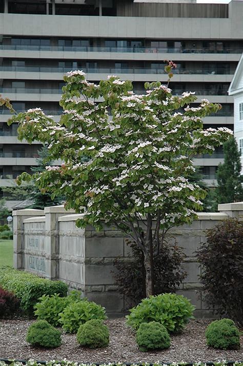 Flowering Dogwood | Calloway's Nursery