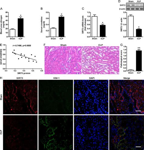 Caecal ligation and puncture (CLP) impairs kidney function and induces... | Download Scientific ...