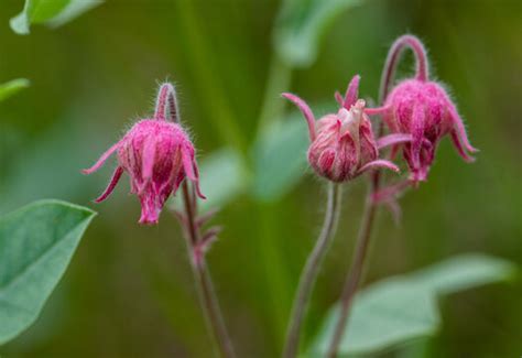 "Prairie Smoke" Images – Browse 272 Stock Photos, Vectors, and Video | Adobe Stock