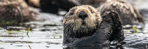 Back to the Bay: Southern Sea Otter Conservation Efforts in Northern California — SEVENSEAS Media