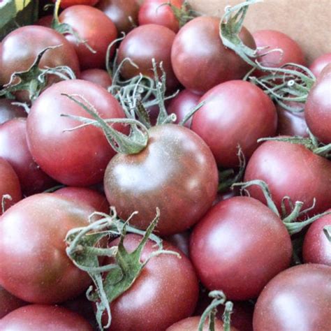 Tomato, Black Cherry (Organic) - Adaptive Seeds
