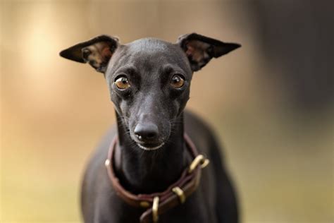 Best Dog Food For Greyhounds In UK 2023 • helloBARK!