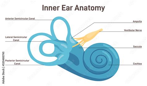 Inner Ear Anatomy Labyrinth