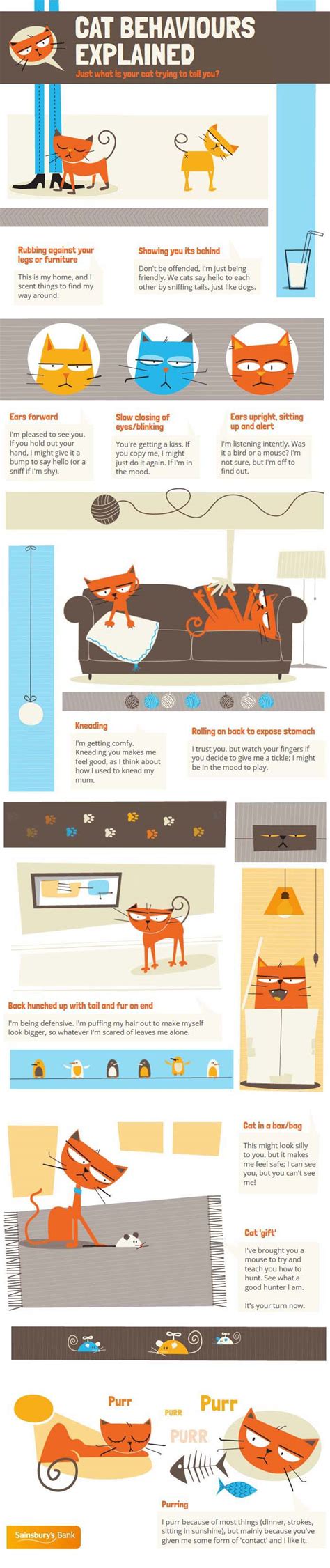 Cat Behaviors Explained [Animated Infographic]