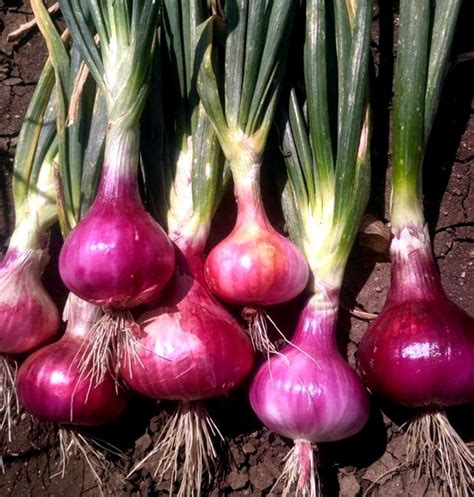 How to grow Onion | Growing Onions in container | Onion care - NatureBring