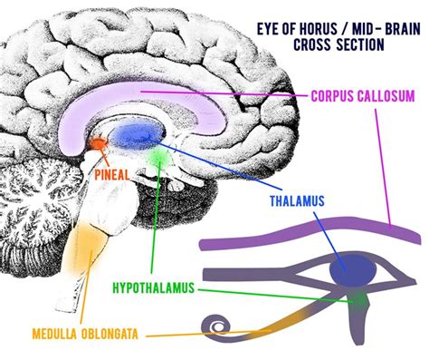 Open Your Third Eye to Walk Like an Ancient Egyptian | GnosticWarrior.com | Eye of horus, All ...