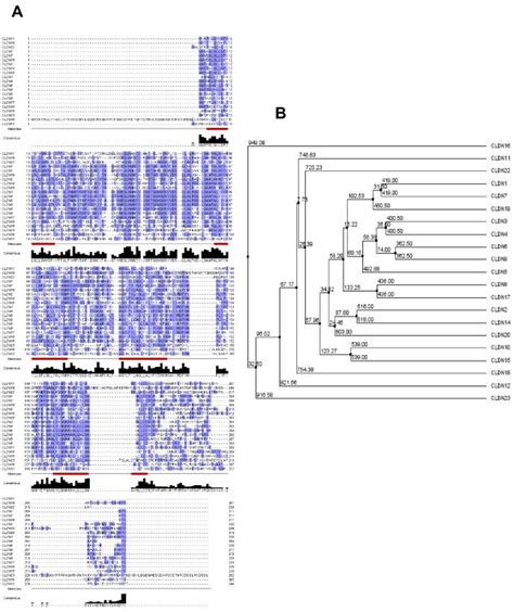 Multiple alignment and family tree of claudin proteins. A. ClustalW was... | Download Scientific ...