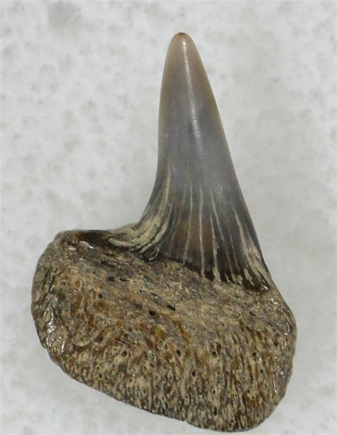 Fossil Cow Shark (Notorynchus) Upper Tooth - Maryland (#21325) For Sale - FossilEra.com