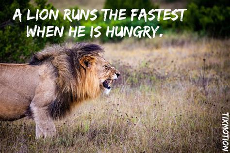 [Lion] A LION RUNS THE FASTEST WHEN HE IS HUNGRY. #angry #animal # ...