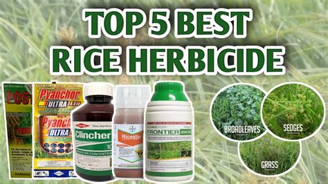 TOP 5 BEST RICE HERBICIDE | Vlog#12 - YouTube