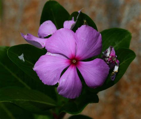 Flora of Malawi: Species information: individual images: Catharanthus ...