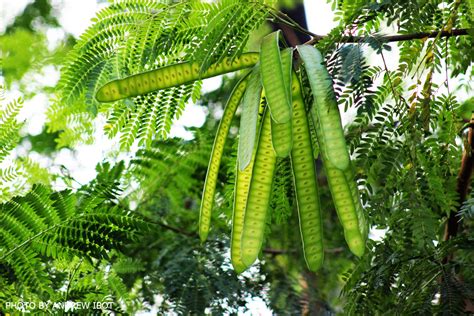 Ako si ANDREW IBOT!: Ipil-ipil (Leucaena glauca L.)