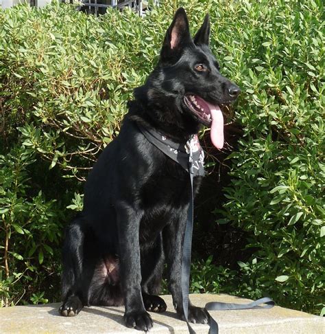 Black German Shepherd - What is a Black German Shepherd? - All About ...