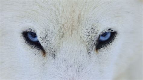 Blue Wolf Eye Wallpapers - Top Free Blue Wolf Eye Backgrounds ...