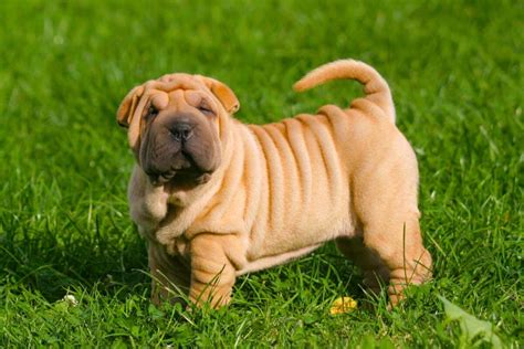 Miniature Shar-Pei: Breed Info, Size, Pictures & Facts