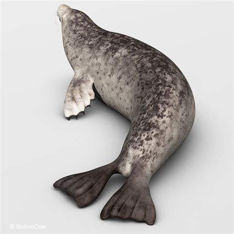 Harbor Seal – MotionCow