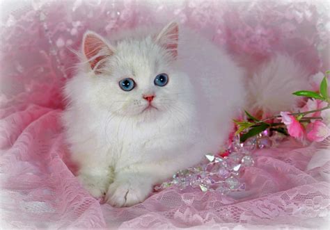 Download Cute White Persian Cat Animal Cat Cute Cat HD Wallpaper