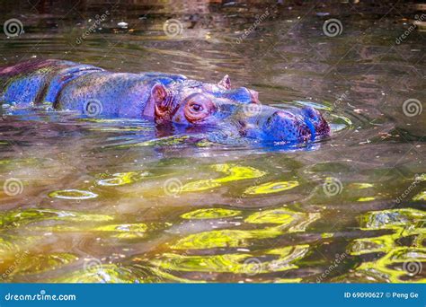 Hippo in water stock image. Image of horizontal, seattle - 69090627