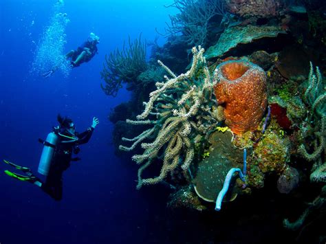 The 9 Best Snorkeling and Scuba Diving Sites in Turks and Caicos