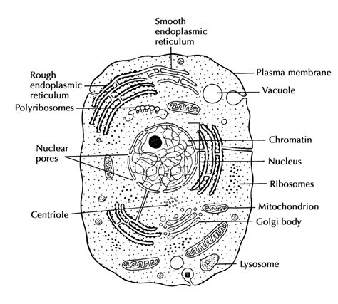 Human Cell Anatomy Diagram