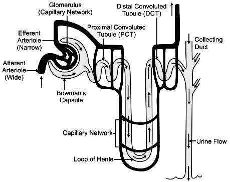 Describe the structure of nephron with the help of diagram. - Sarthaks eConnect | Largest Online ...