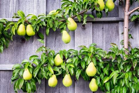 You can grow these eight Dwarf Fruit Trees all by yourself - Growing ...