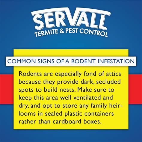 Servall Pest Control: Common Signs of a Rodent Infestation