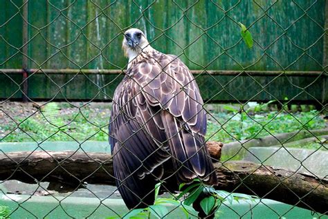 Philippines Eagle Center, Davao's Wildlife Haven