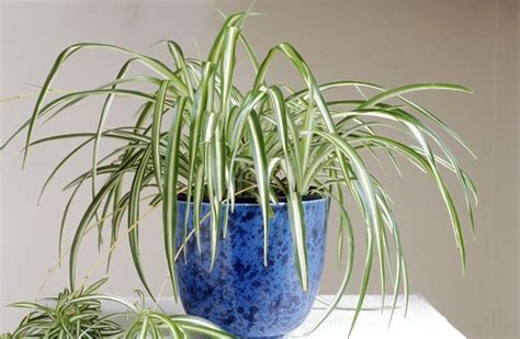 How to Grow Spider Plants | House plants indoor, Plants, Best indoor plants