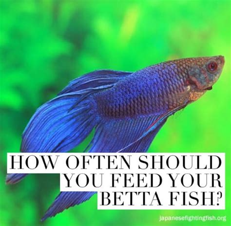 Betta Fish Feeding Instructions - The Best Betta Fish Food