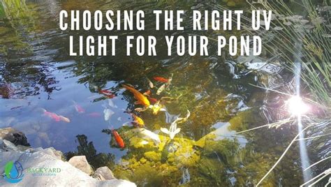 Choosing The Right UV Light For Your Pond - Backyard Water Garden