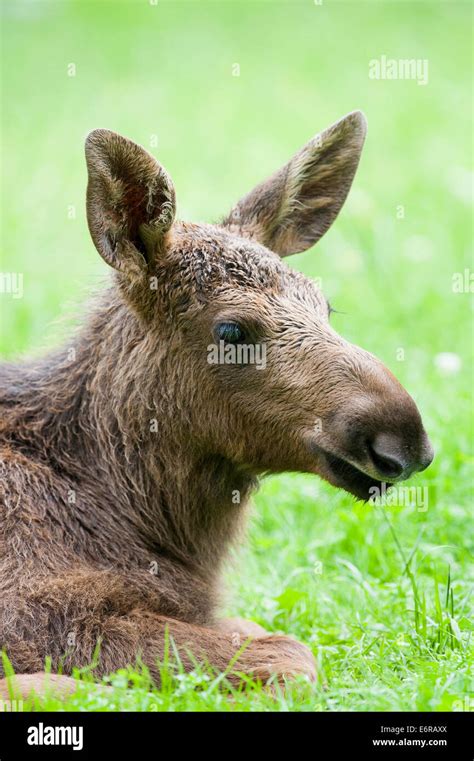 Moose calf Stock Photo - Alamy