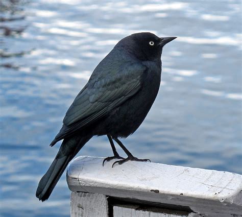 Brewer's Blackbird male | Brewer's Blackbird (Euphagus cyano… | Flickr