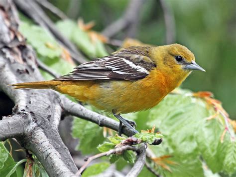 Baltimore Oriole - eBird